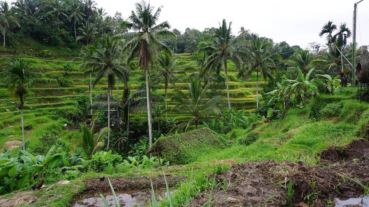 Indonesia