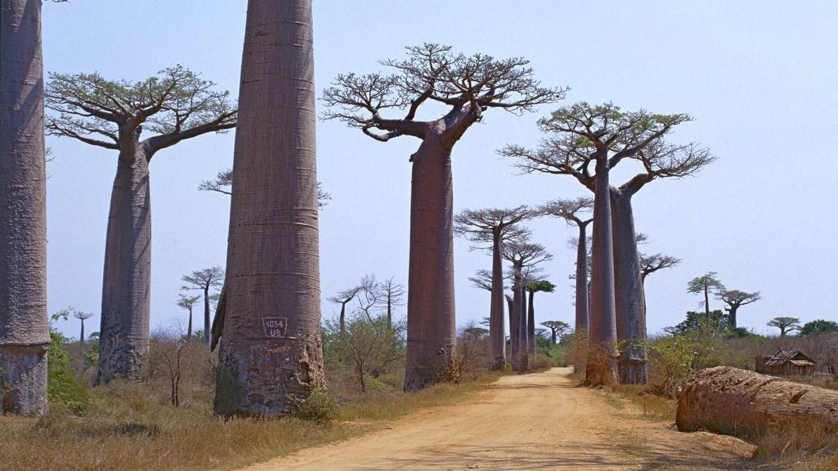 Madagascar