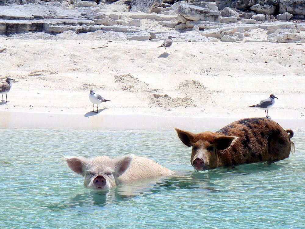Los cerdos nadadores de Big Major Cay, Cayos de Exuma