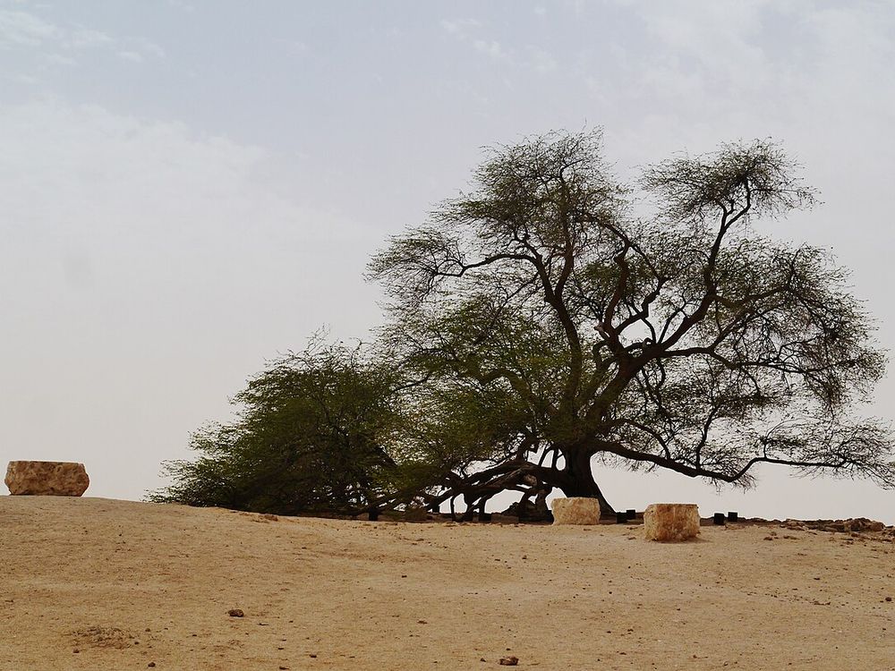 El Árbol de la Vida, Desierto del sur, cerca de Jebel Dukhan