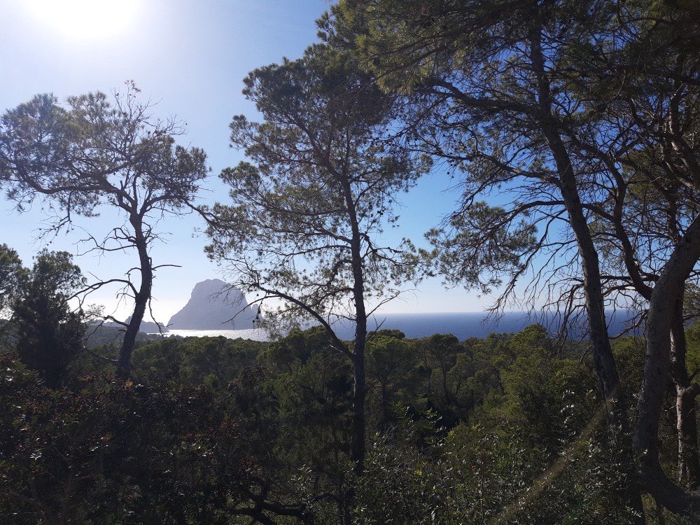 The rock of Es Vedrà seen through pine trees from the Ibiza coast