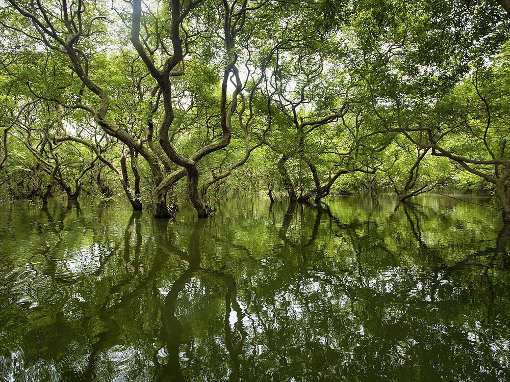El bosque inundado de Ratargul, Cerca de Sylhet