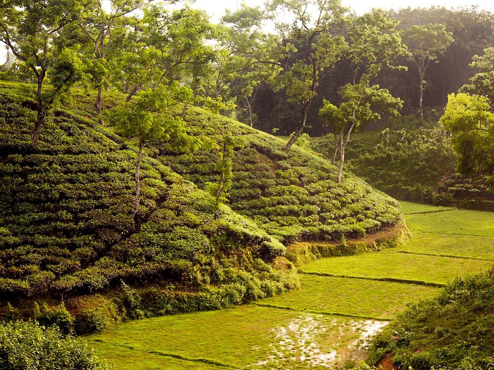 Las plantaciones de té de Srimangal, División de Sylhet