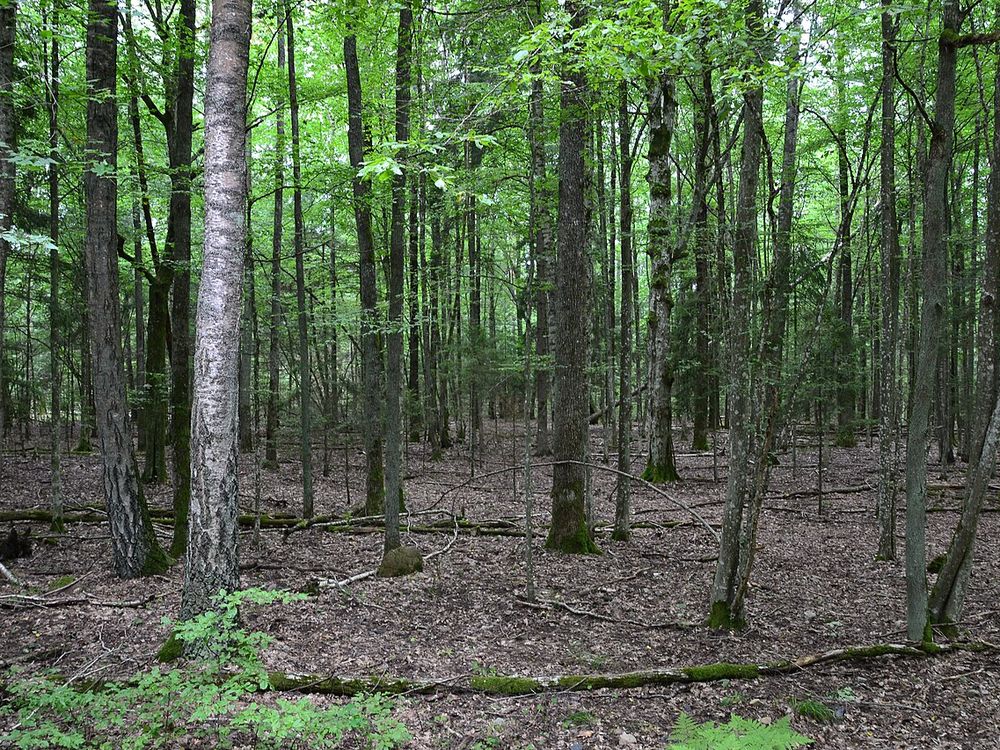 Belovezjskaja Poesjtsja, Kamenjoeki, regio Brest