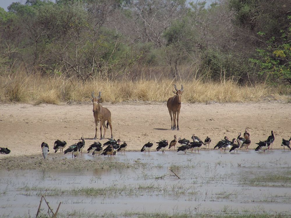 Parque Nacional de Pendjari, Atakora, noroeste de Benín