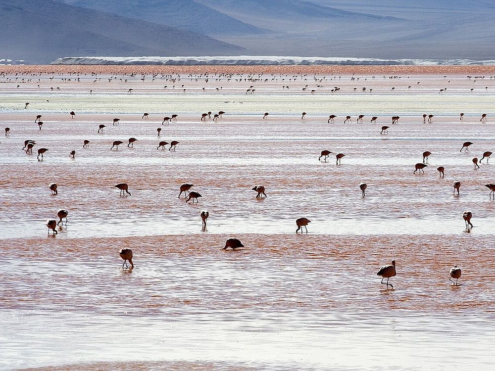 Andean flamingos on the red water of Laguna Colorada in Bolivia