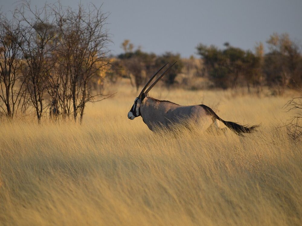 La reserva de caza del Kalahari Central, Centro de Botsuana