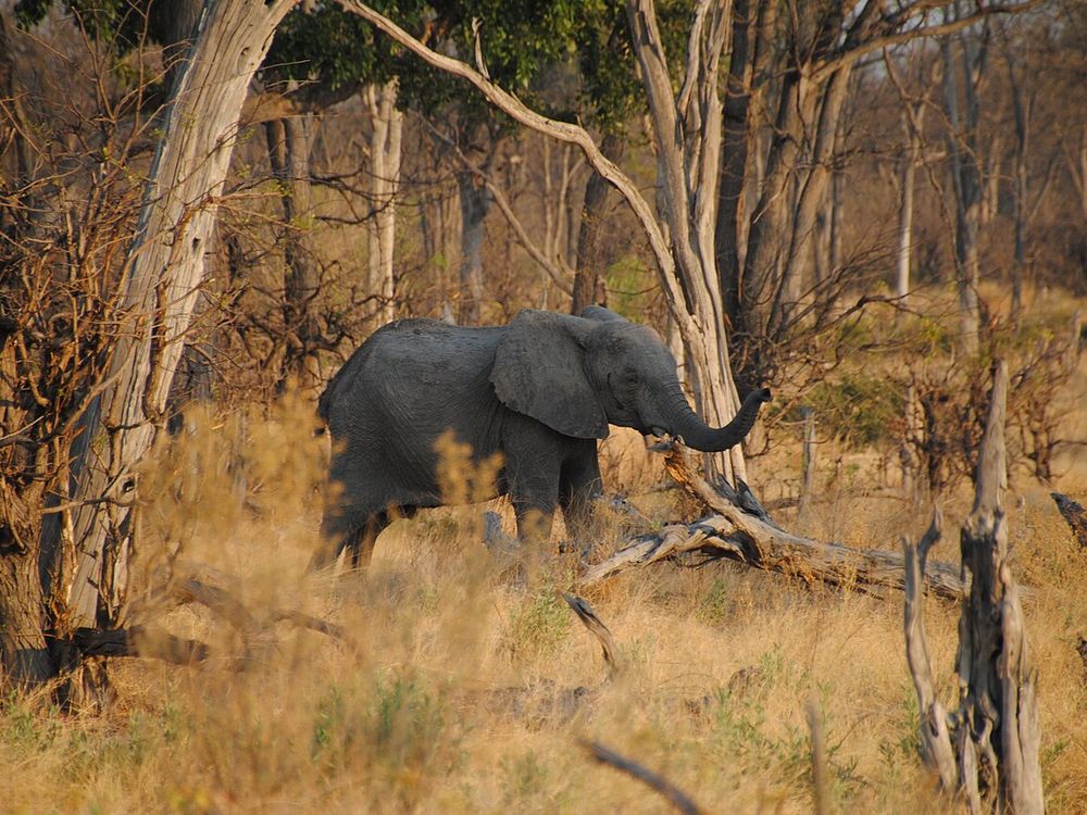 La reserva de caza de Moremi, Este del delta del Okavango