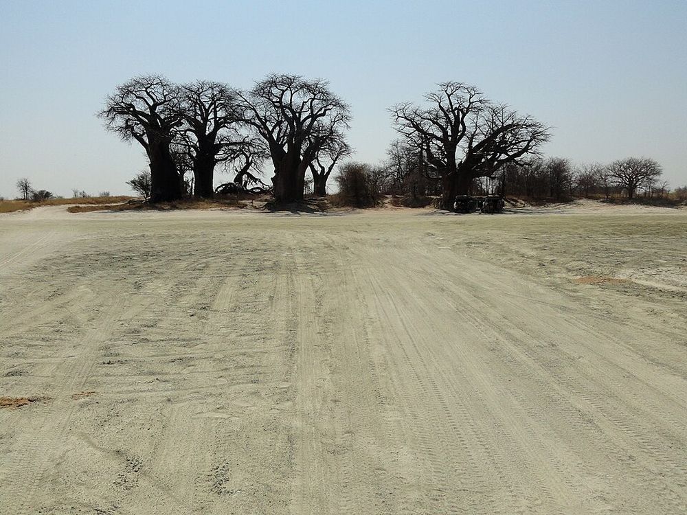 Nxai Pan y los baobabs de Baines, Al norte de Makgadikgadi