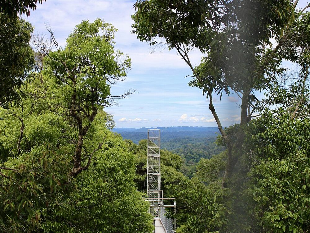 Nationaal Park Ulu Temburong, District Temburong