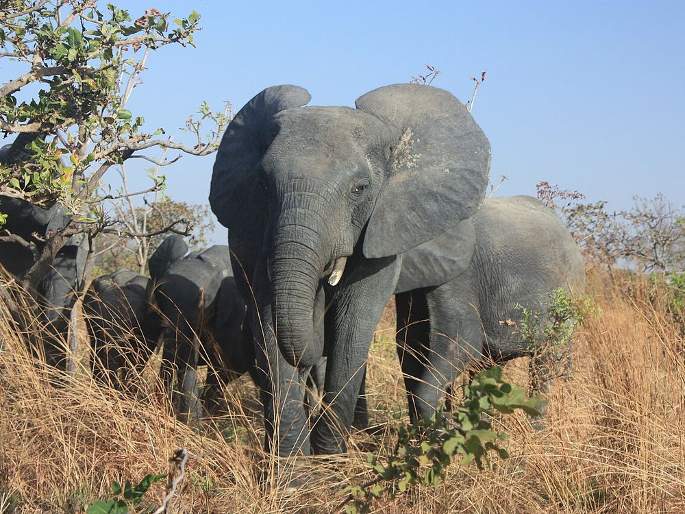 Das Wildreservat Nazinga, Süden, nahe der Grenze zu Ghana