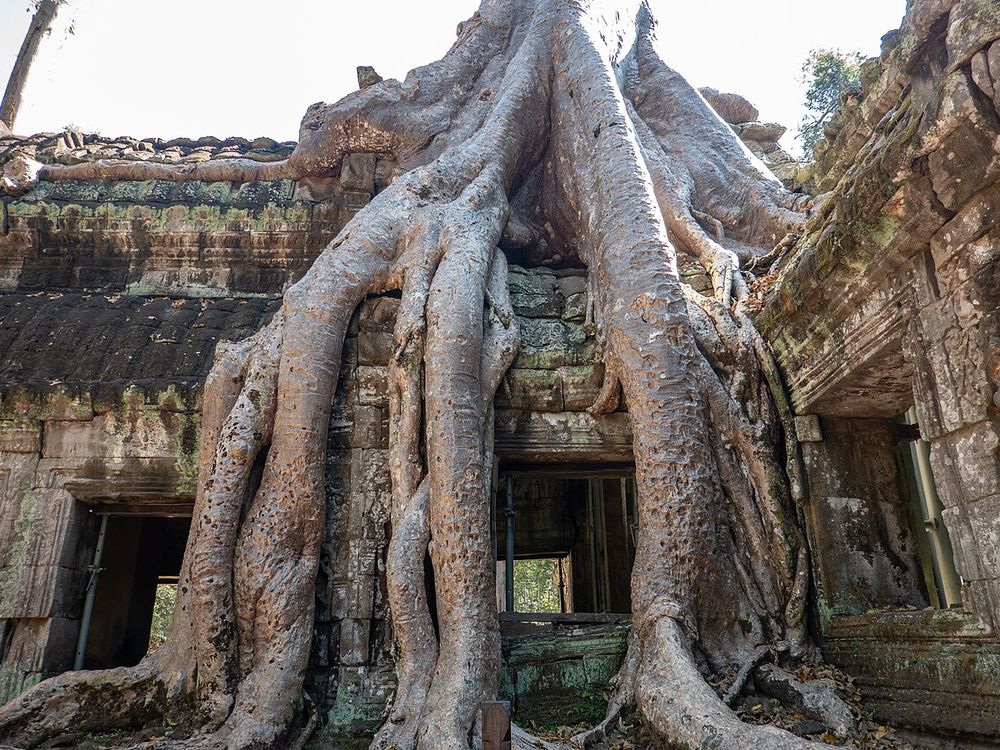 Ta Prohm, Angkor, cerca de Siem Reap