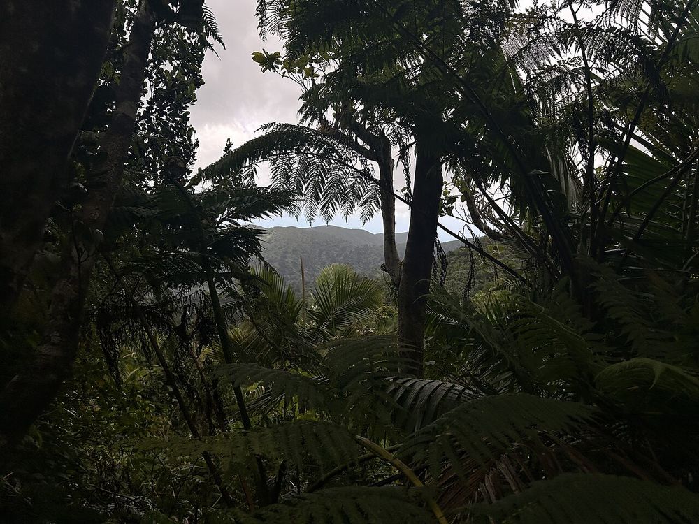 Foresta nazionale di El Yunque, Nordest di Porto Rico