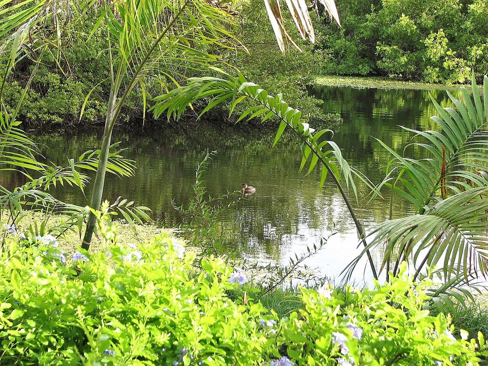 Queen Elizabeth II Botanic Park, North Side, Gran Caimán
