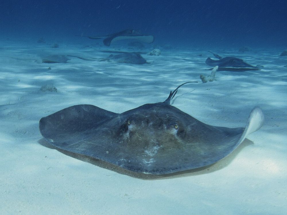 Stingray City, North Sound, Gran Caimán