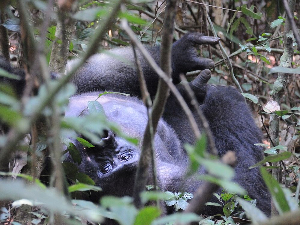 Tracking dei gorilla a Bai Hokou, Parco nazionale di Dzanga-Ndoki