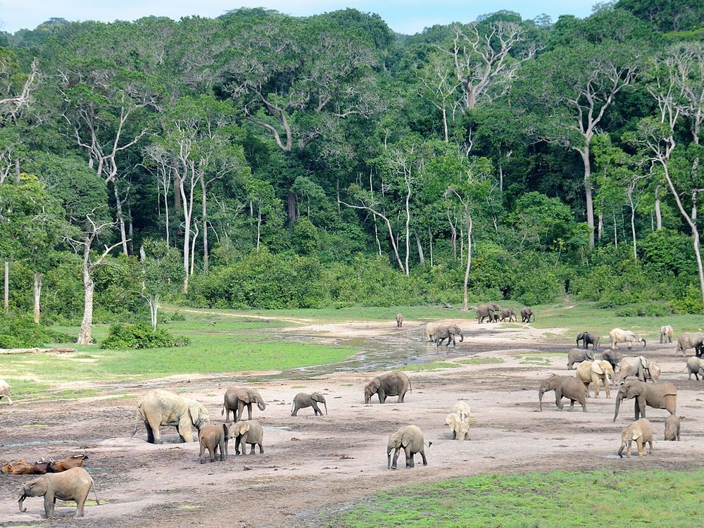 Dzanga Bai, Parco nazionale di Dzanga-Ndoki, vicino a Bayanga