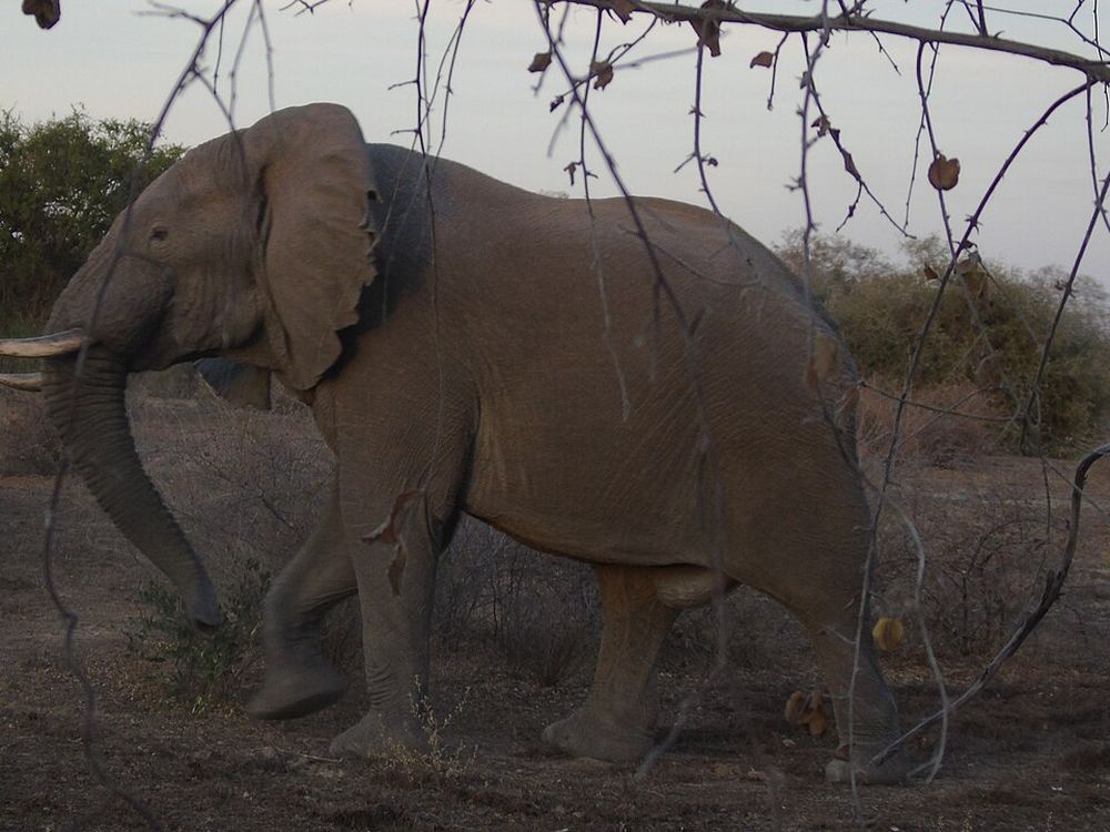 Parque Nacional de Zakouma, Sudeste do Chade