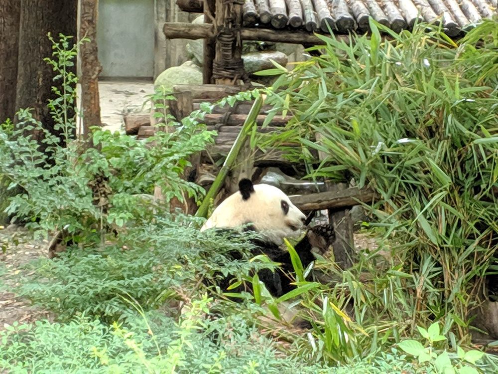 Els pandes gegants, Chengdu
