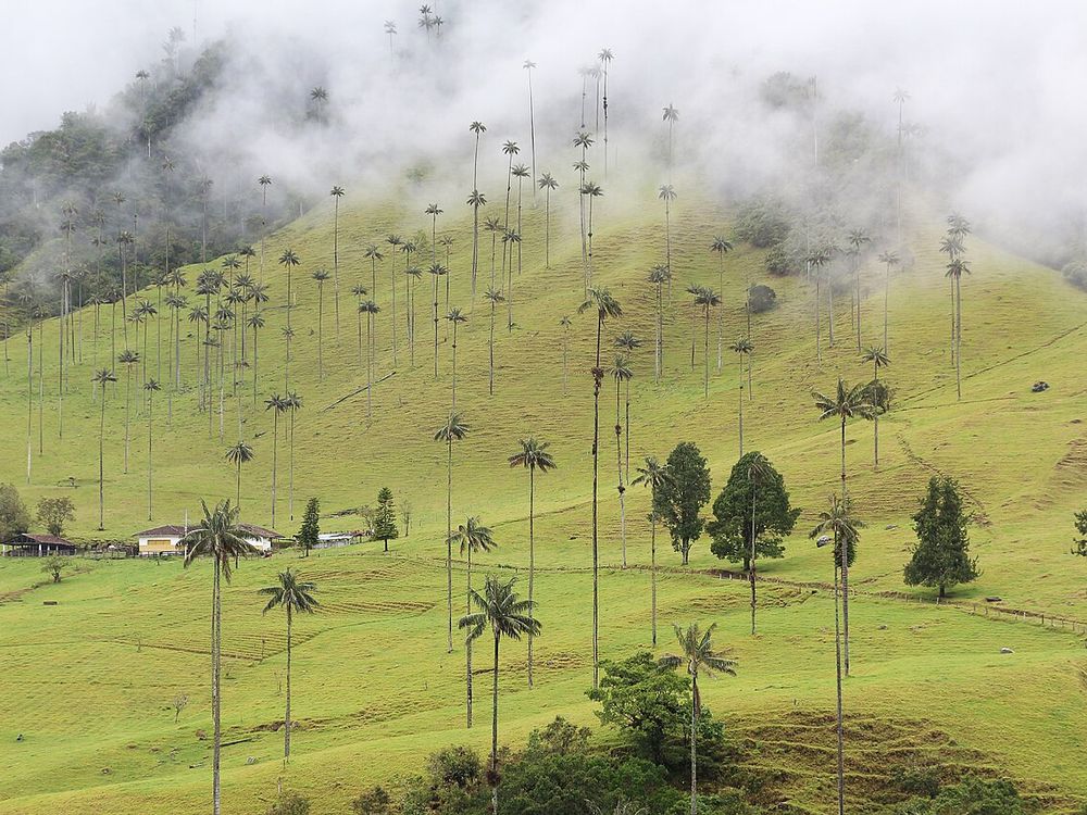 Vall de Cocora, Salento, Quindío