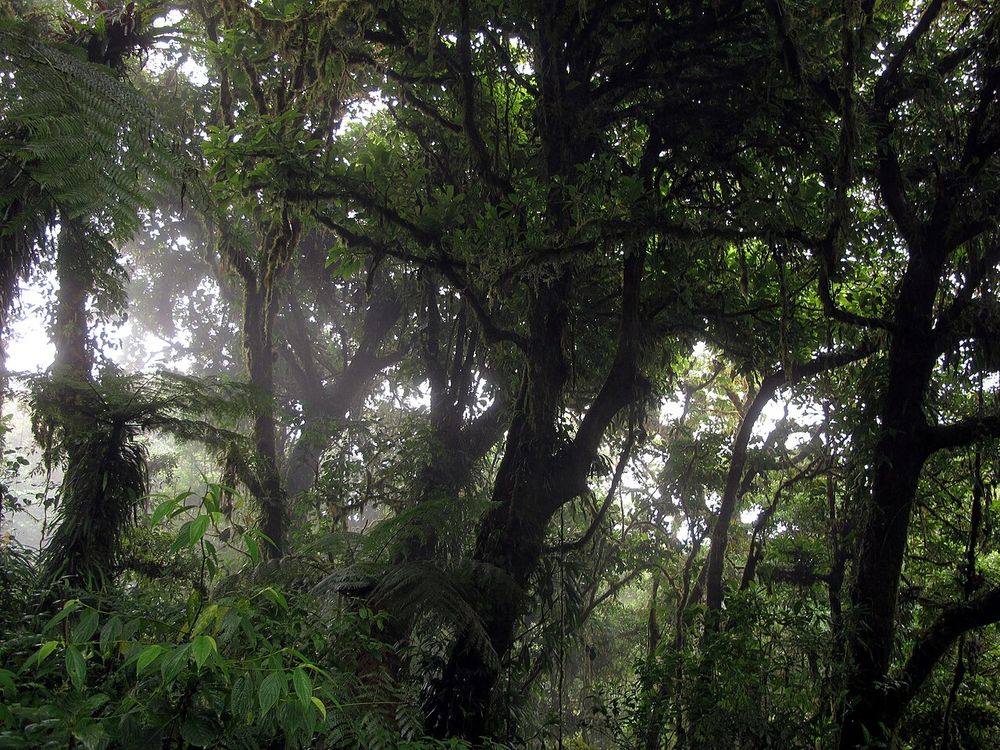 La foresta nebulosa di Monteverde, Monteverde