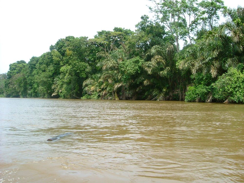 I canali di Tortuguero, Costa caraibica