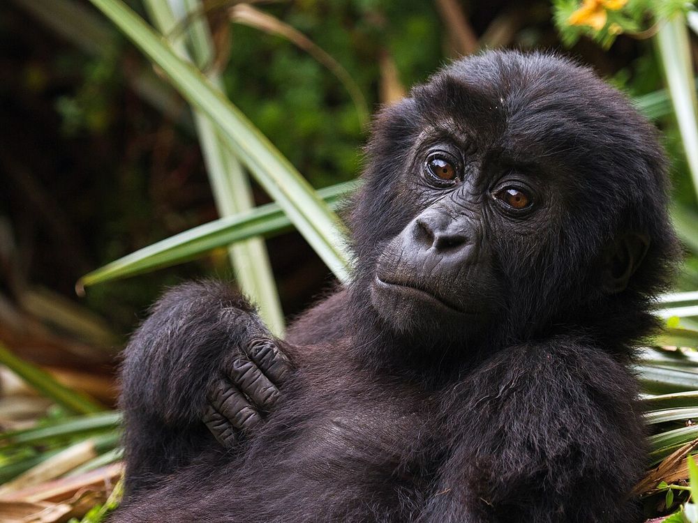 Il Parco Nazionale del Kahuzi-Biéga, Vicino a Bukavu, Sud Kivu