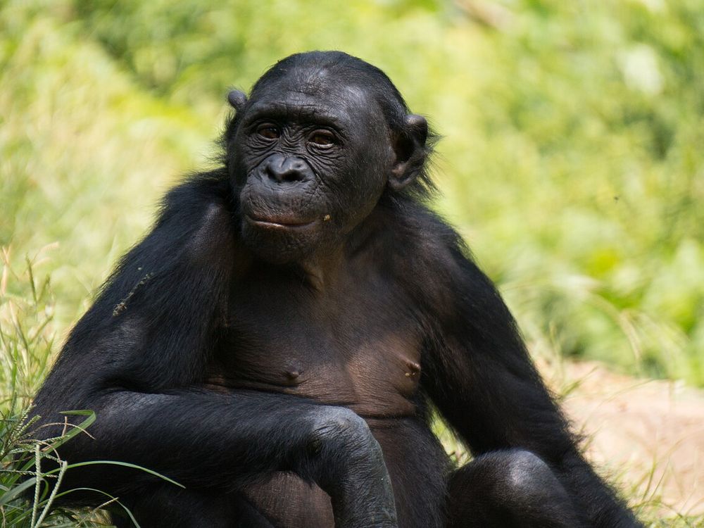 Lola ya Bonobo, Margine sud di Kinshasa