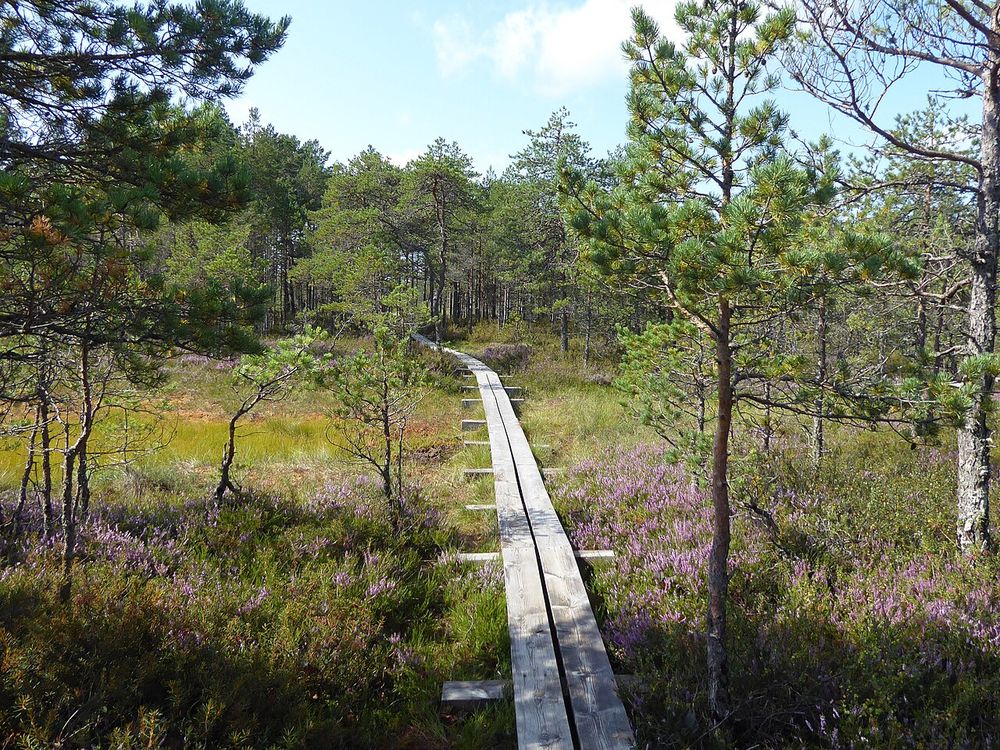 La turbera de Viru, Parque nacional de Lahemaa