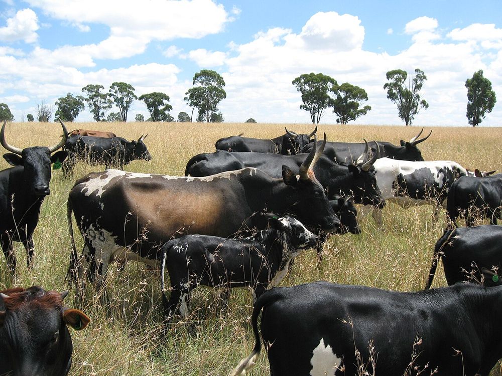 La riserva di Mkhaya, Lowveld, sud-est