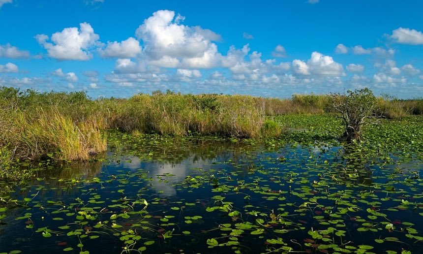 Everglades, West of Miami