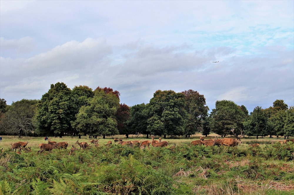 Richmond Park, Richmond, south west London