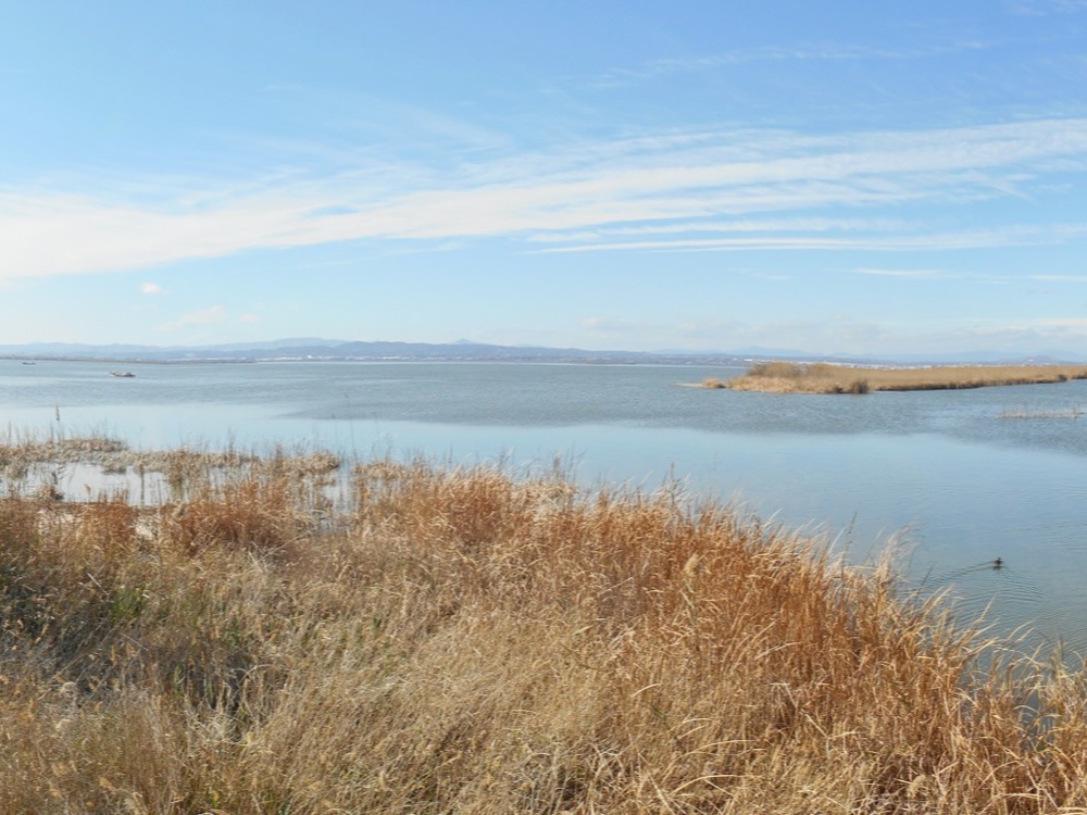 The Albufera lagoon south of Valencia seen from El Palmar, reeds in the foreground
