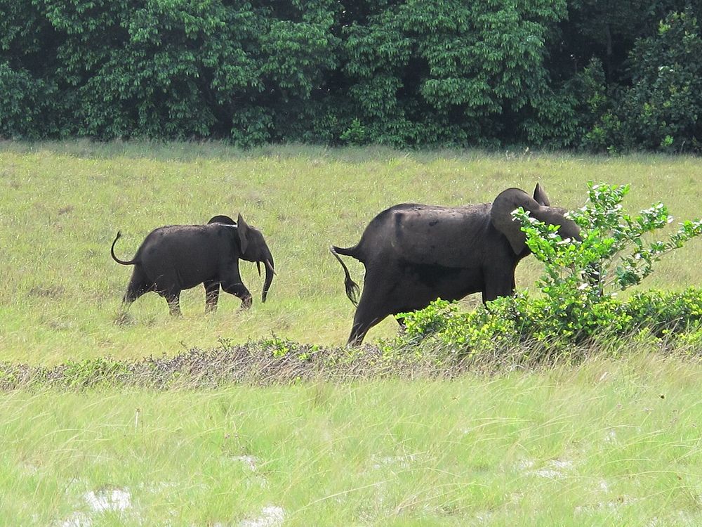 Parco nazionale di Loango, Vicino a Omboué, sulla costa atlantica