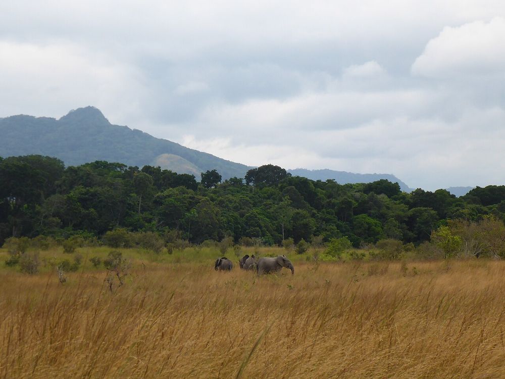 Parco nazionale di Lopé, Ogooué-Ivindo, Gabon centrale