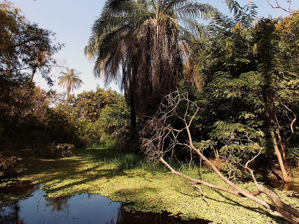 Reserva Natural de Abuko, Perto de Lamin