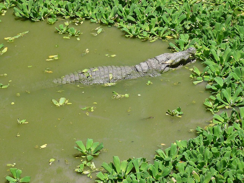 A lagoa de crocodilos de Kachikally, Bakau