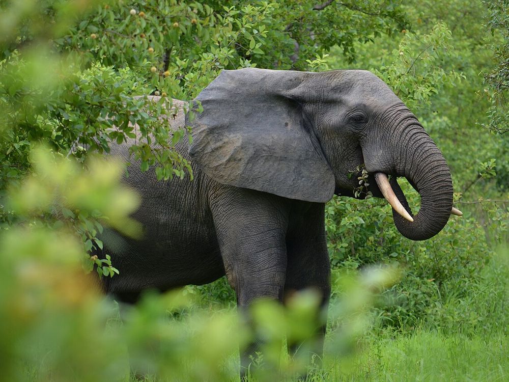 Parque Nacional de Mole, Região da Savana, o norte