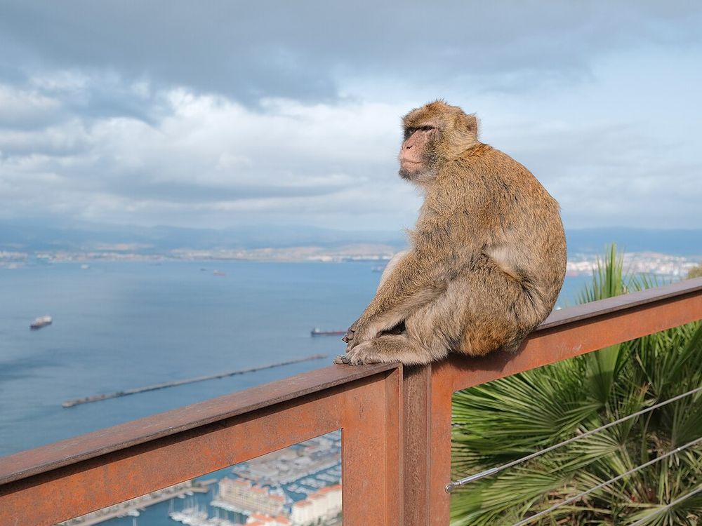Os macacos-de-gibraltar, Upper Rock Nature Reserve
