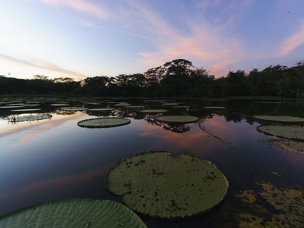 Karanambu en de Rupununi, Savanne van de Rupununi, bij Lethem