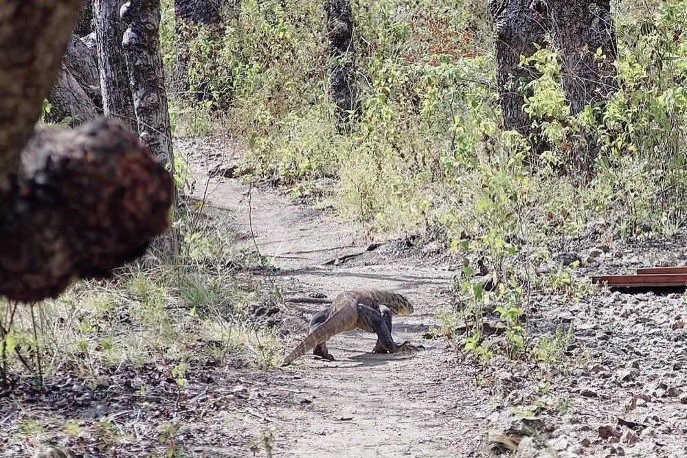 Komodo and Rinca, Komodo National Park