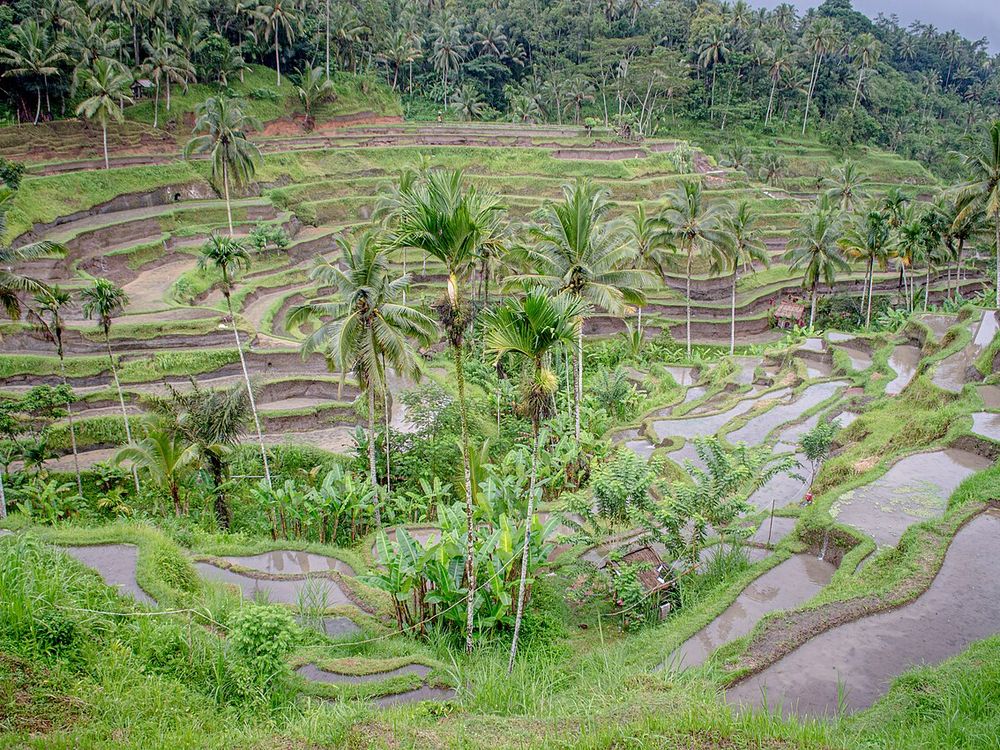 Tegallalang rice terraces, about 20 minutes north