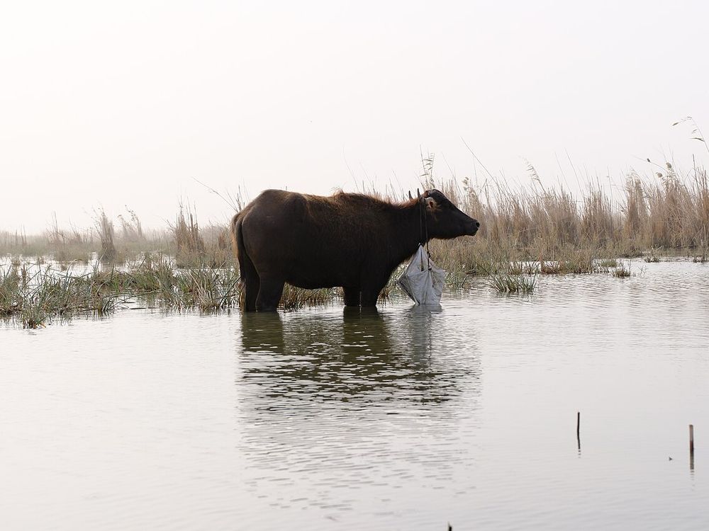 Las marismas de Mesopotamia, Chibayish, Di Qar