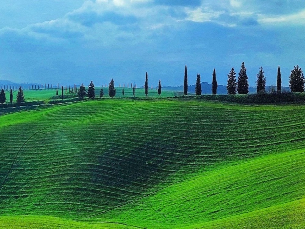Green rolling hills and a line of cypresses in the Val d'Orcia below Pienza