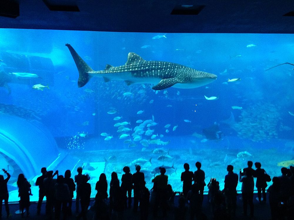 Okinawa Churaumi Aquarium, Motobu peninsula