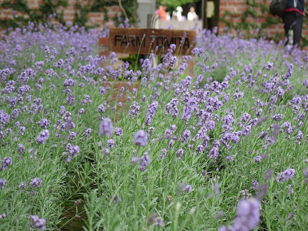 Farm Tomita and the lavender fields, Furano