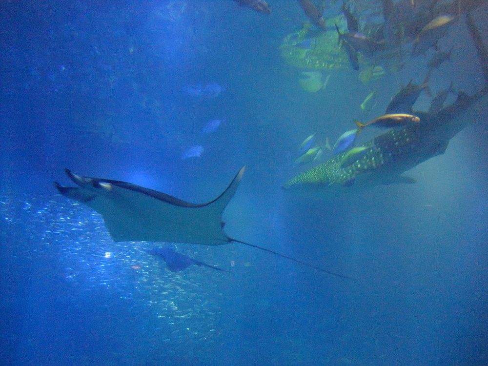 Kaiyukan Aquarium, Osaka Bay