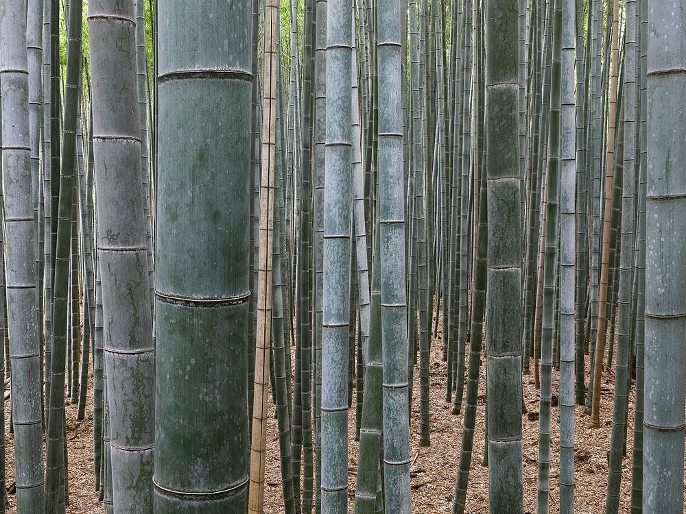 El bosc de bambú d'Arashiyama, Kyoto