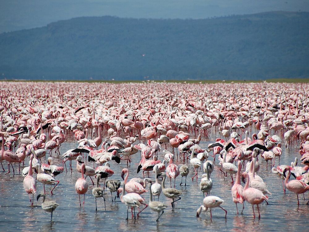 Lake Nakuru, Rift Valley