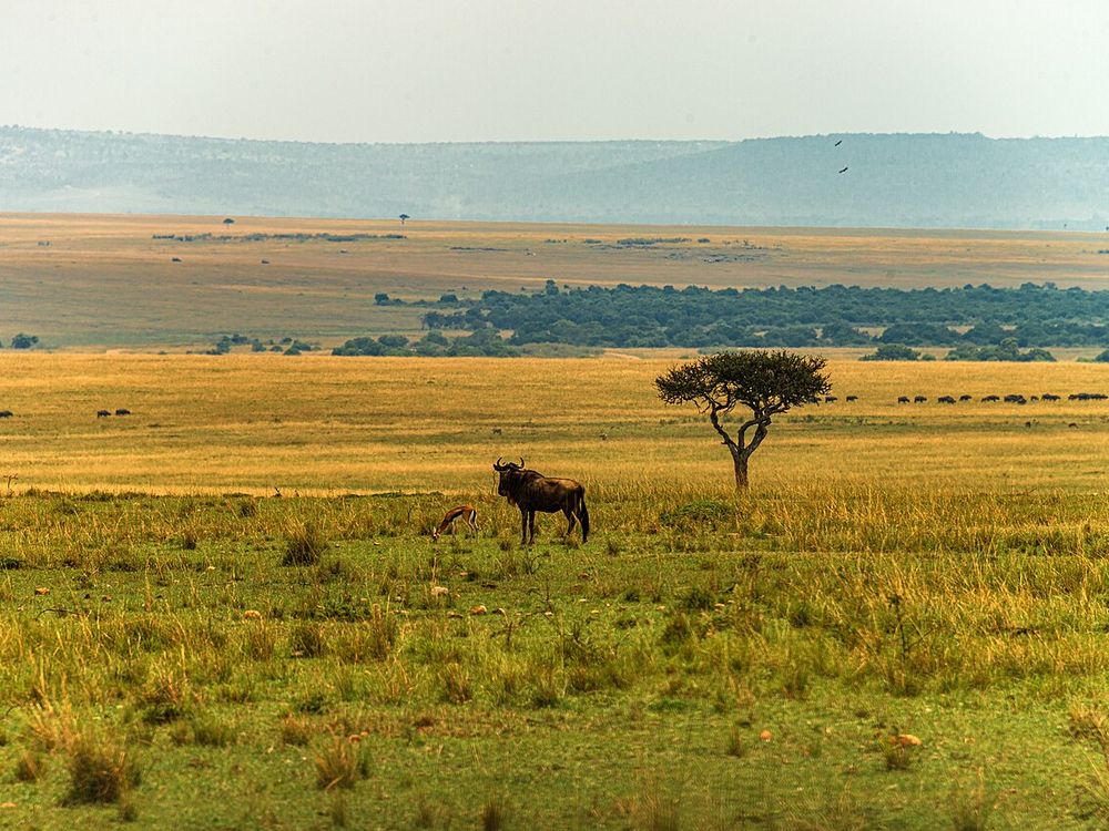Maasai Mara National Reserve, Narok County